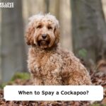 When-to-Spay-a-Cockapoo-template
