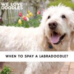 When to Spay a Labradoodle