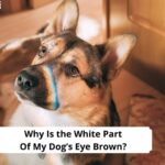 Why-Is-the-White-Part-Of-My-Dogs-Eye-Brown-template