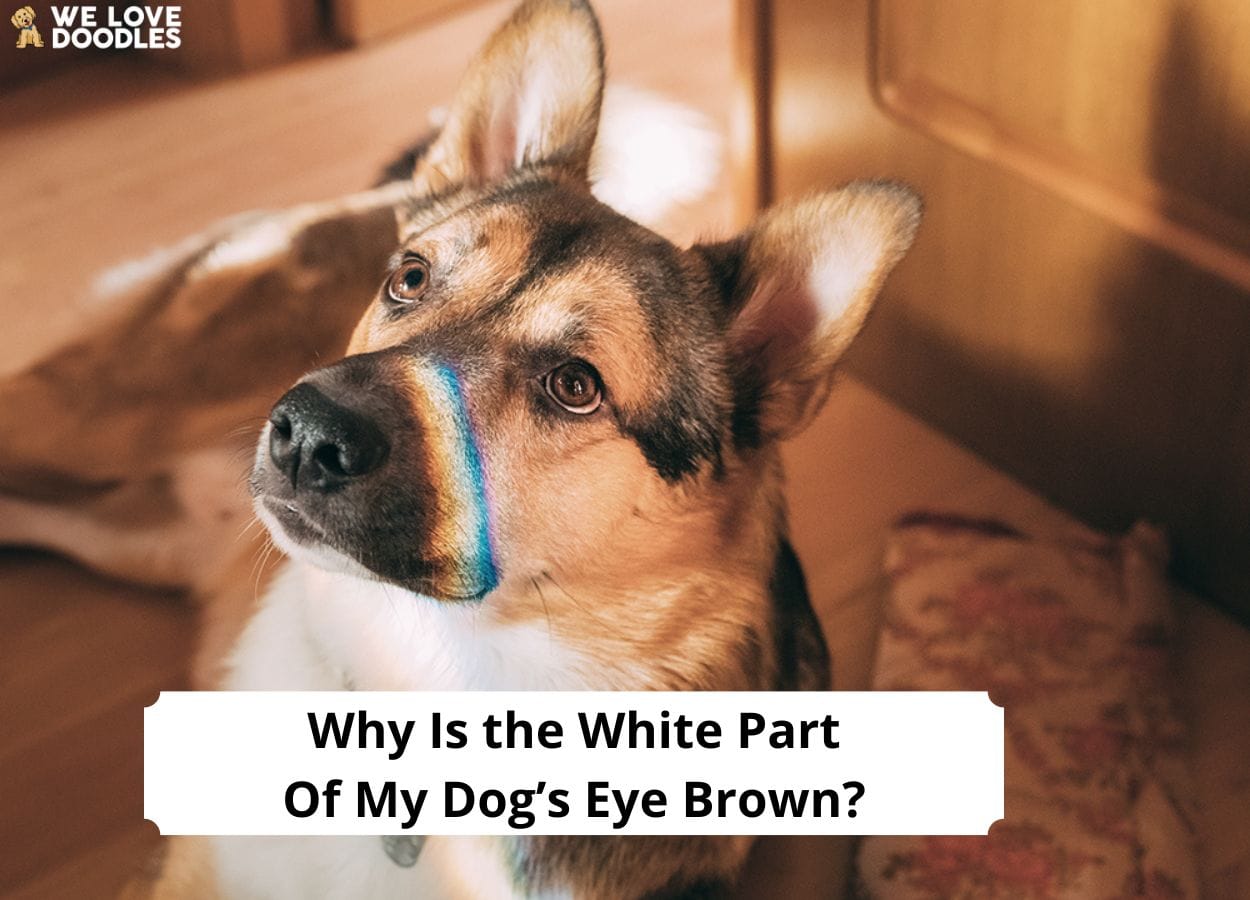 Why Is the White Part Of My Dog’s Eye Brown? - We Love Doodles