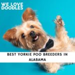 Yorkie Poo Breeders in Alabama