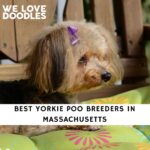 Yorkie Poo Breeders in Massachusetts