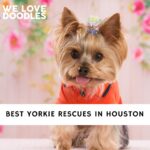 Yorkie Rescues in Houston
