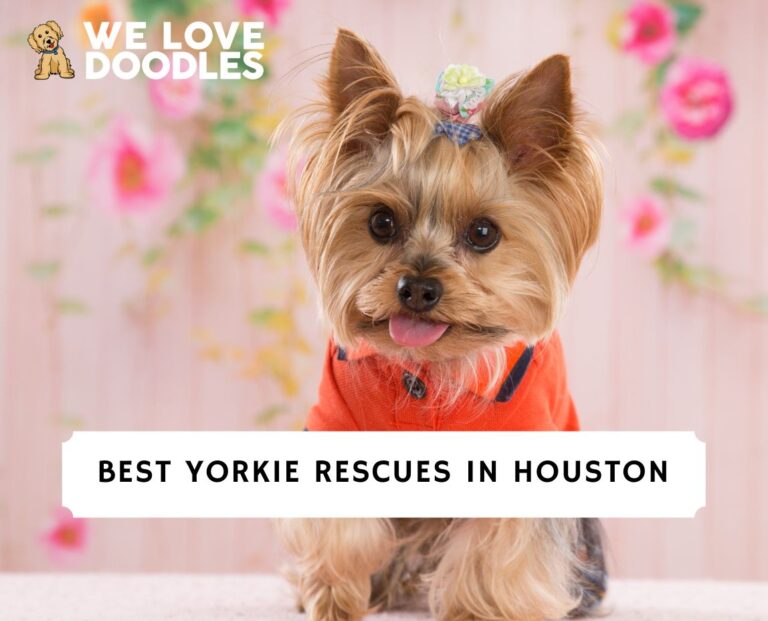 5 Best Yorkie Rescues in Houston!