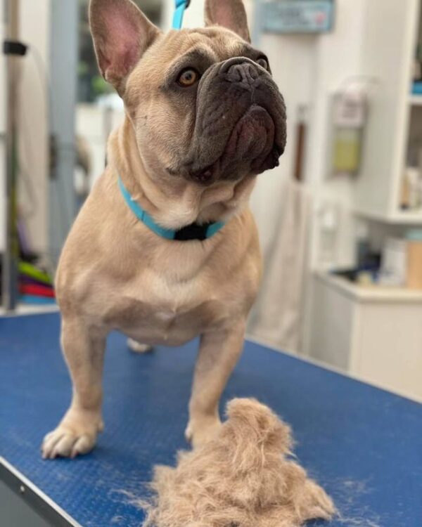 Best Brush for French Bulldog Shedding! (2024) We Love Doodles