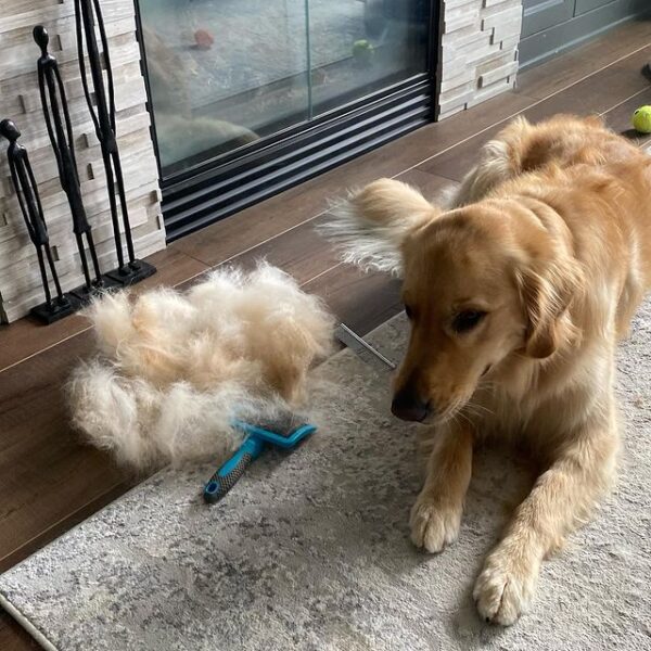 Best Dog Brush For An Undercoat Top 8 Picks! (2024) We Love Doodles