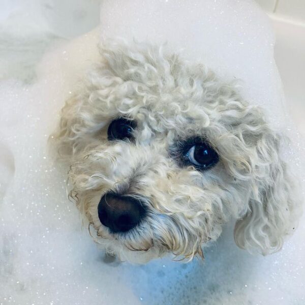 Best Shampoo For A Bichon Frise! (2023) We Love Doodles