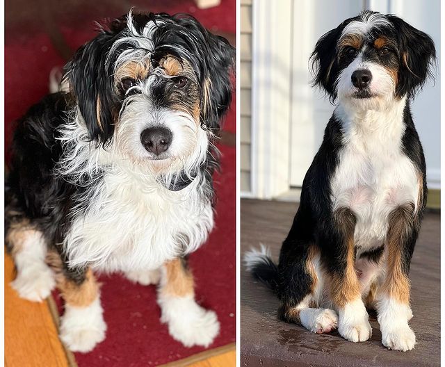 Best Brush for a Bernedoodle Top 11 Picks! (2024) We Love Doodles