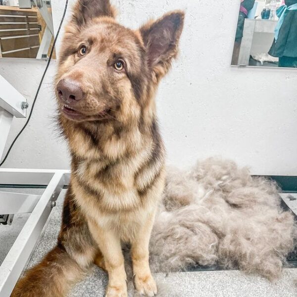 Best Brush for a German Shepherd! (2024) We Love Doodles