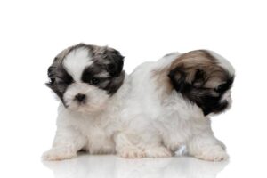 Petcurious shih hot sale tzu