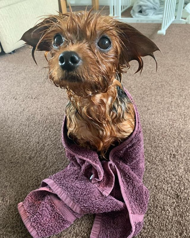 Best Shampoo for Yorkies Top 7 Picks!