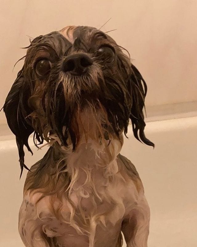 View of Best Shampoo For A Shih Tzu – Top 7 Picks!