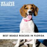 Beagle Rescues in Florida