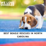 Beagle Rescues in North Carolina