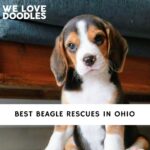 Beagle Rescues in Ohio