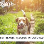 Beagle rescues in Colorado