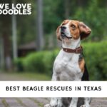 Beagle rescues in Texas