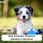 Best-Australian-Shepherd-Breeders-in-Montana-template