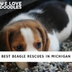 Best Beagle Rescues in Michigan