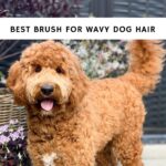 Best Brush for Wavy Dog Hair