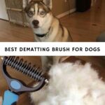 Best Dematting Brush for Dogs