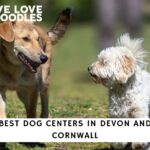 Best Dog Rescue Centers in Devon and Cornwall