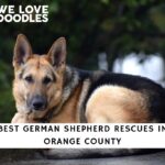 Best German Shepherd Rescues in Orange County