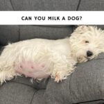 Can You Milk a Dog