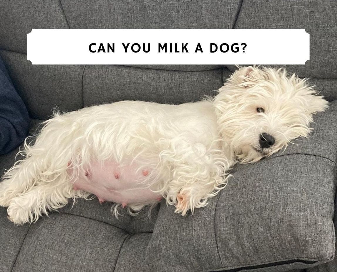 how do you squeeze milk from a dog