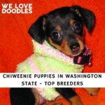 Chiweenie Puppies in Washington State