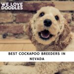 Cockapoo Breeders in Nevada