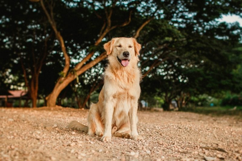 What Is a Red Rocket in Dogs? (2023) - We Love Doodles