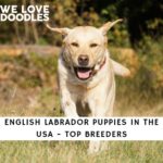 English Labrador Puppies in the USA