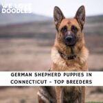 German Shepherd Puppies in Connecticut