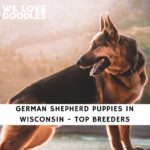 German Shepherd Puppies in Wisconsin