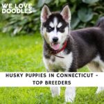 Husky Puppies in Connecticut