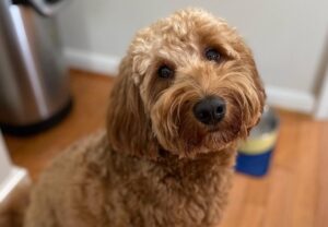 Puppyspot Goldendoodle for Sydney -GoldDoodBSyd