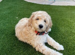 Puppyspot Goldendoodle for Wyoming
