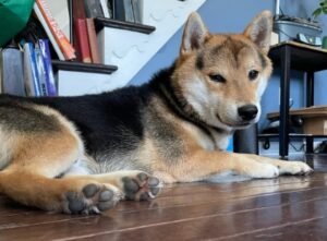 Shiba Inu in Georgia