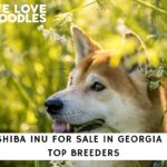 Shiba Inu in Georgia Header Image