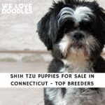 Shih Tzu Puppies For Sale in Connecticut