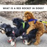 What Is a Red Rocket in Dogs