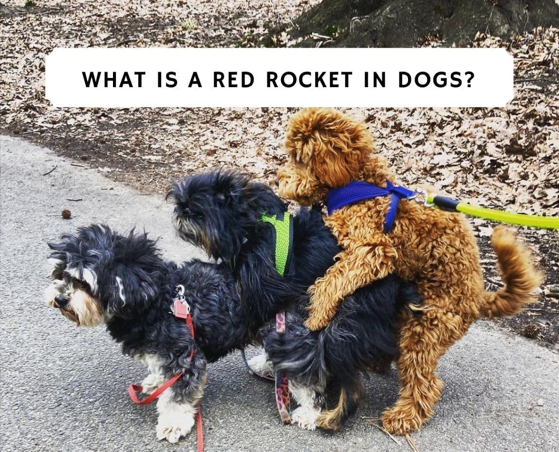 Why Does My Puppy Always Have A Red Rocket