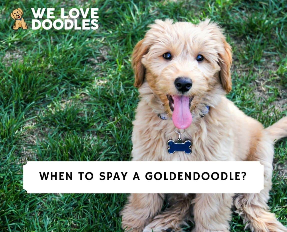 When to spay a hot sale goldendoodle