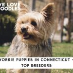 Yorkie Puppies in Connecticut