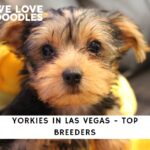 Yorkie Breeders in Las Vegas
