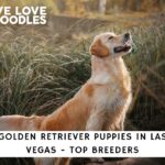 golden retriever puppies in las vegas top breeders