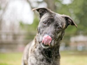 do brindle puppies change color