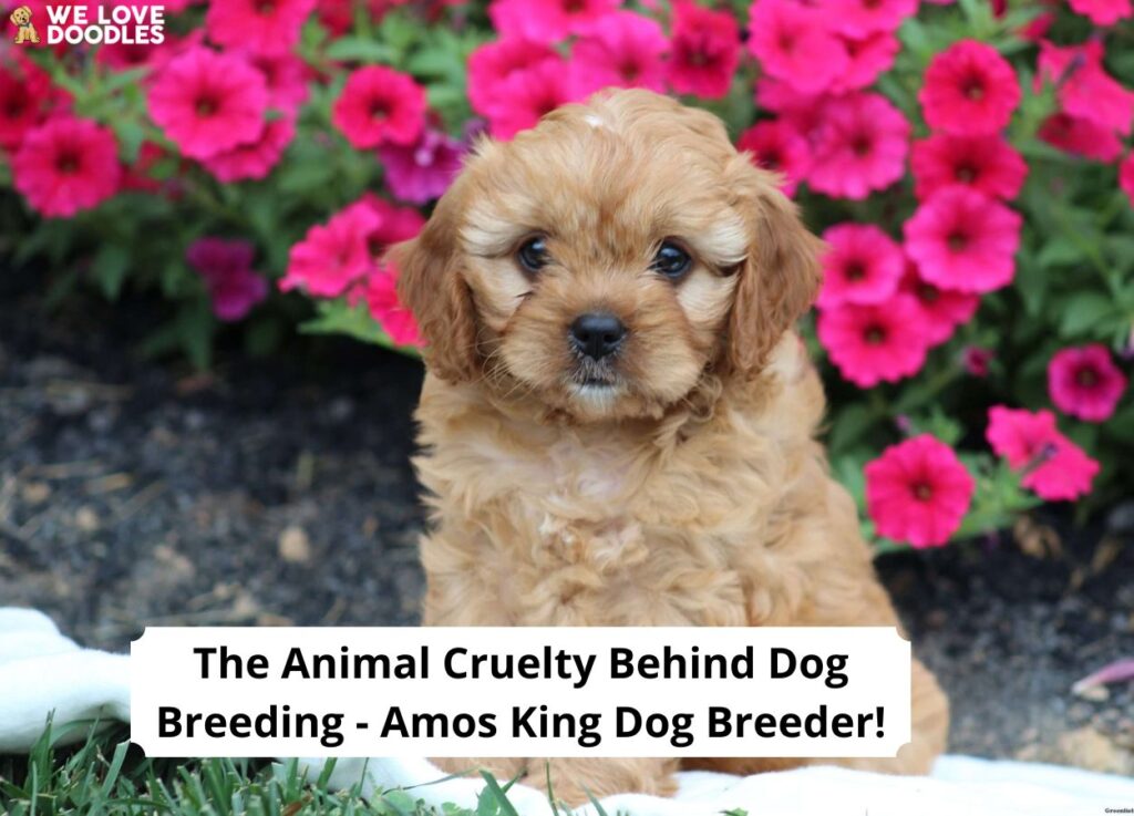 The Animal Cruelty Behind Dog Breeding Amos King Dog Breeder!