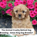 Amos-King-Dog-Breeder-template